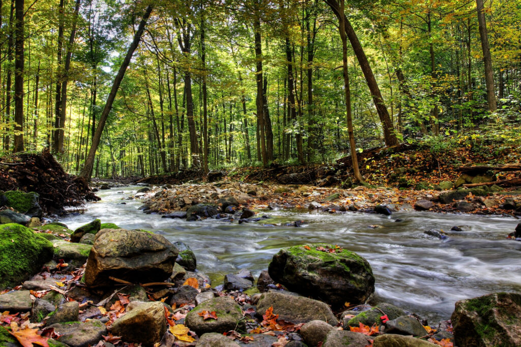 river running through forest